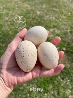 12 Royal Palm Turkey (plus chance of slate) HerItage Hatching eggs NPIP rare