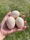 12 Royal Palm Turkey (plus Chance Of Slate) Heritage Hatching Eggs Npip Rare