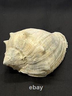 EXTREMELY RARE Fossilized IMPERIAL VOLUTE Shell From Central Florida