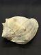 Extremely Rare Fossilized Imperial Volute Shell From Central Florida