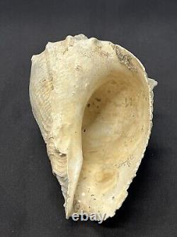 EXTREMELY RARE Fossilized IMPERIAL VOLUTE Shell From Central Florida